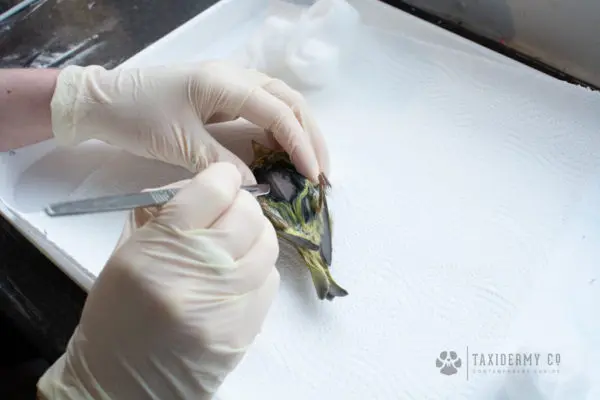 Taxidermy behind the scenes work in progress
