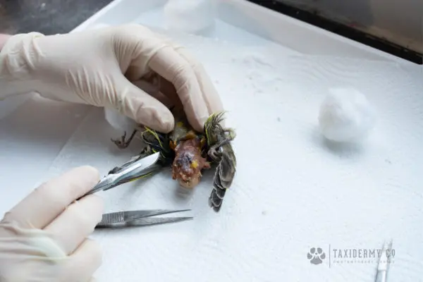 Taxidermy Behind The Scenes