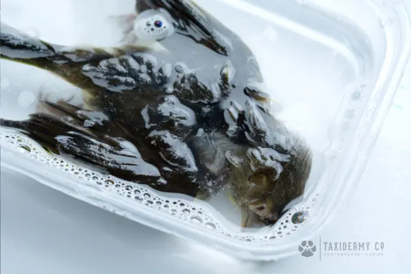Taxidermy Washing Bird