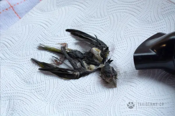 Taxidermy behind the scenes work in progress