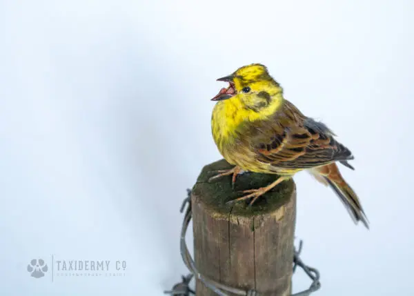 Taxidermy Yellowhammer Bird
