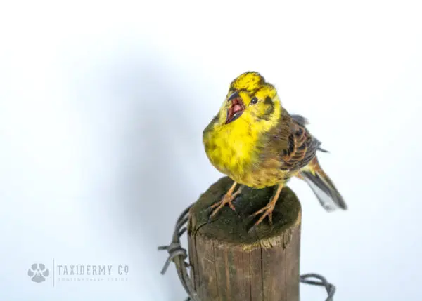 Taxidermy Yellowhammer Bird Suffolk Wildlife