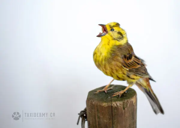 Taxidermy Yellowhammer