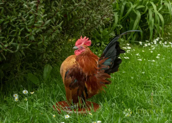 Taxidermy of Pet Serama Chicken