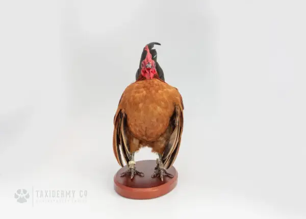 Taxidermy Serama Chicken Commission