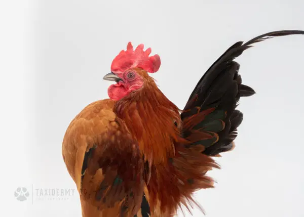 Taxidermy Serama Chicken Commission