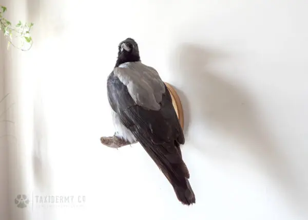 Taxidermy Wall Mounted Hooded Crow For Sale