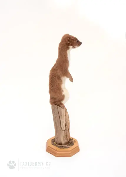 Modern Taxidermy Weasel For Sale