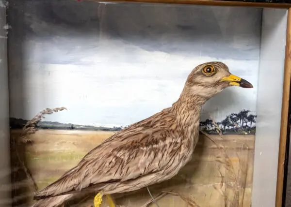 Taxidermy Stone Curlew