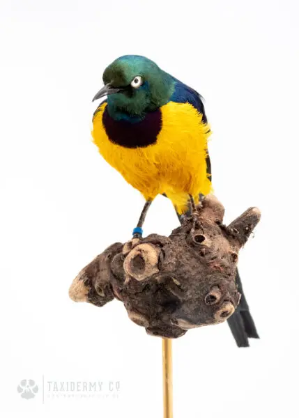 Exotic Bird Taxidermy For Sale