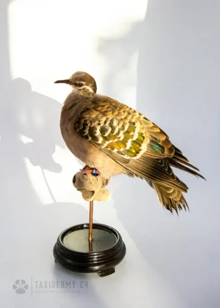 Taxidermy Common Bronzewing (Phaps chalcoptera)