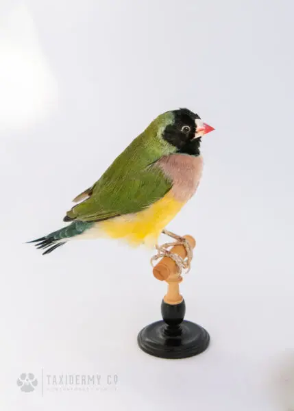 New Taxidermy Colourful Gouldian Finch (Erythrura gouldiae) For Sale