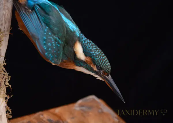 Taxidermy Kingfisher For Sale