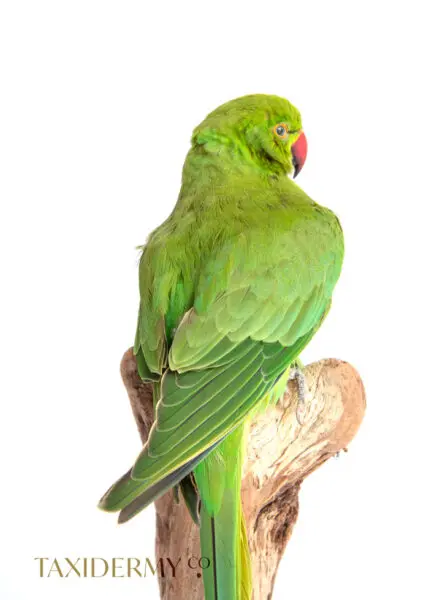 Taxidermy Ring Neck Parakeet For Sale