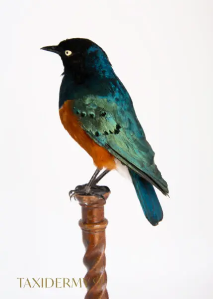 Superb Starling ((Lamprotornis superbus) Taxidermy Bird