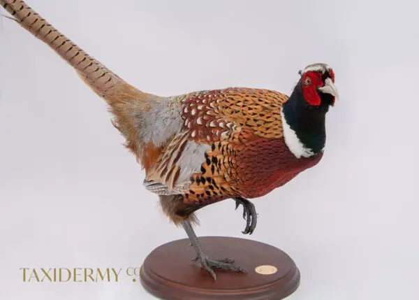 Taxidermy Ring Neck Pheasant For Sale