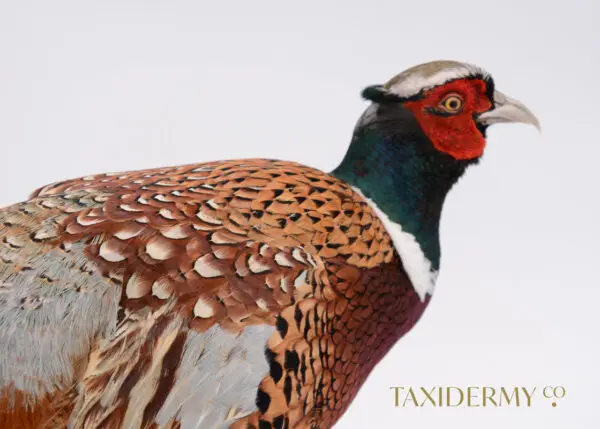 Ethical Taxidermy Ring Neck Pheasant Bird For Sale