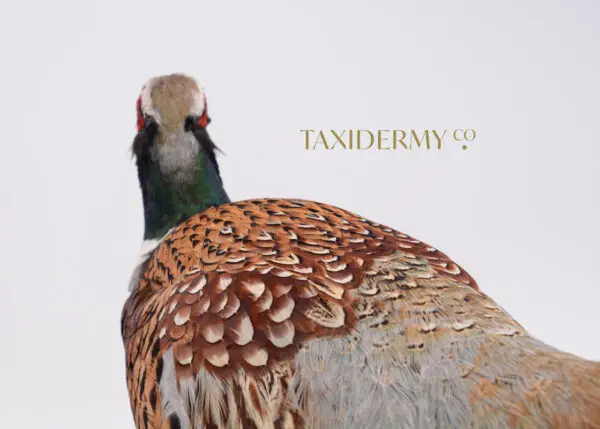 Ethical Taxidermy Ring Neck Pheasant Bird For Sale