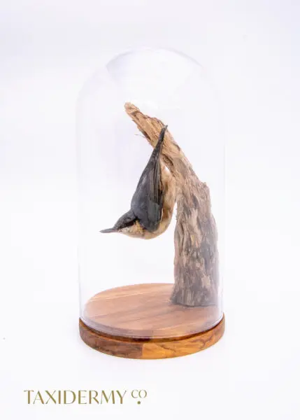 Stuffed Bird Taxidermy Nuthatch in Glass Dome
