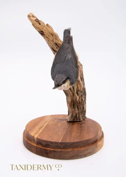 Taxidermy Nuthatch (Sitta europaea)