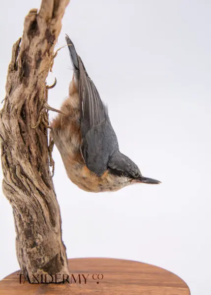 Taxiderm