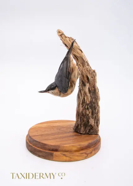 Taxidermy Nuthatch (Sitta europaea)