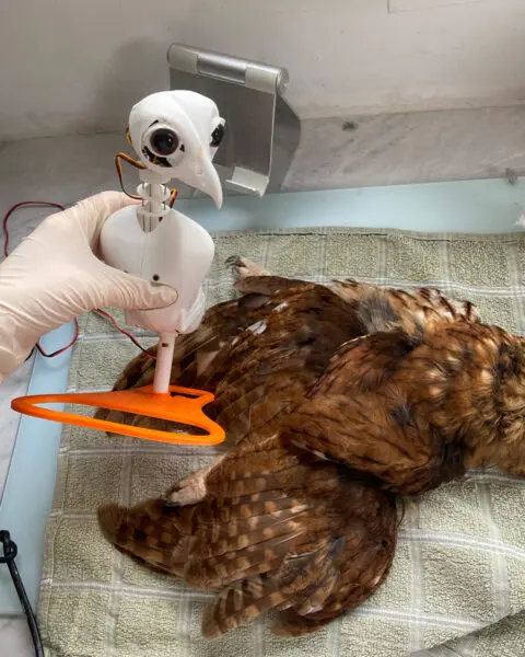 Animatronic Taxidermy Owl