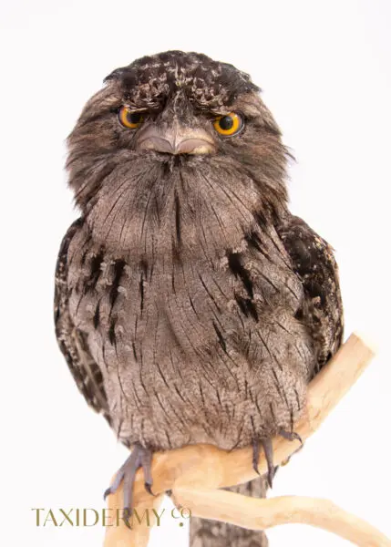 Taxidermy-Tawny-Frogmouth
