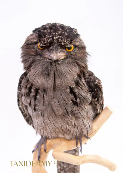 Taxidermy Tawny Frogmouth
