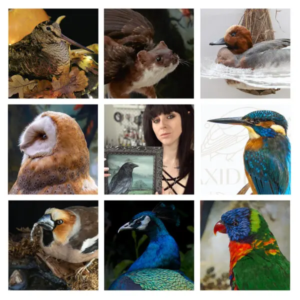 Art Vs Artist Krysten Newby Ethical Taxidermist and Wildlife Artist