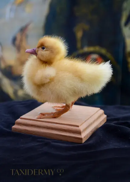 New Ethical Taxidermy Duckling Bird For Sale