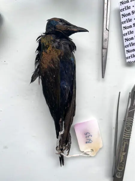Emerald-Starling-Frozen-Bird-for-Taxidermy