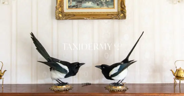 Two-For-Joy-Taxidermy-Magpies