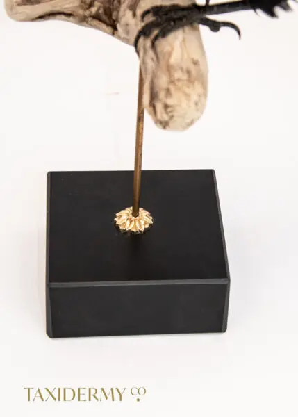 Antique Taxidermy BAse