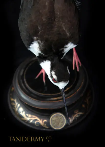 Taxidermy-Black-Necked-Stilt-5