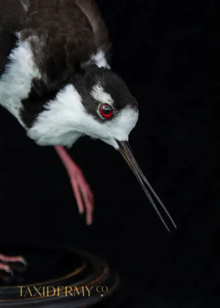 Taxidermy-Black-Necked-Stilt-5