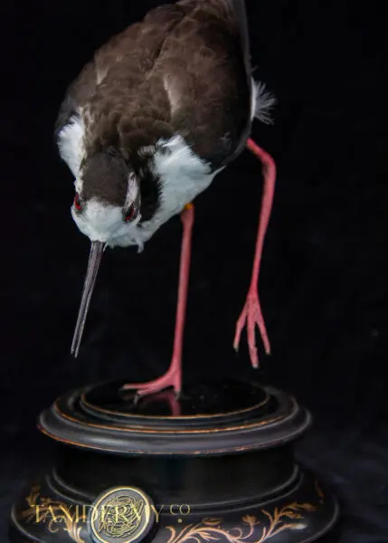 Taxidermy-Black-Necked-Stilt-5