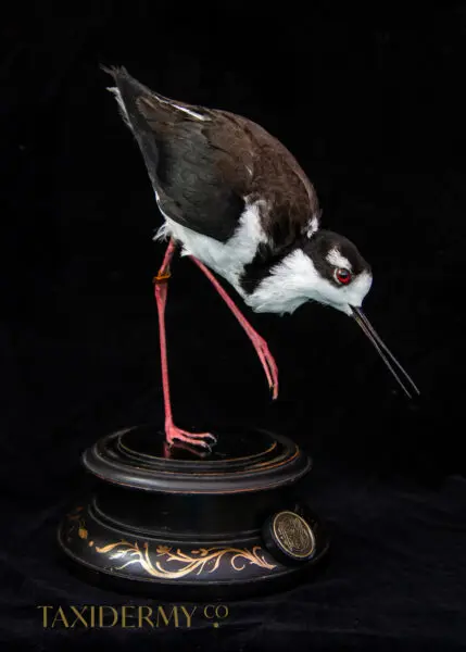 Taxidermy-Black-Necked-Stilt-5