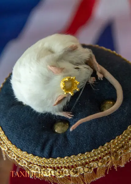 Taxidermy British mouse for sale, queen's platinum jubilee art