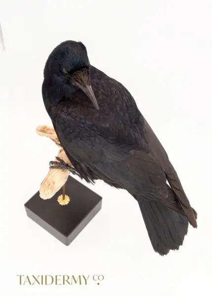 Taxidermy Rook Crow For Sale