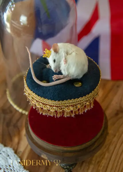 Taxidermy Sleeping Mouse For Sale with Crown