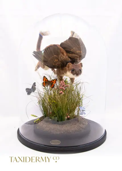 Fantasy Taxidermy Stoat With Wings Fairy Taxidermy