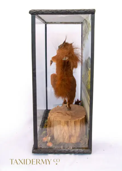 Taxidermy Red Squirrel Inspired By Real Squirrel Nutkin Beatrix Potter