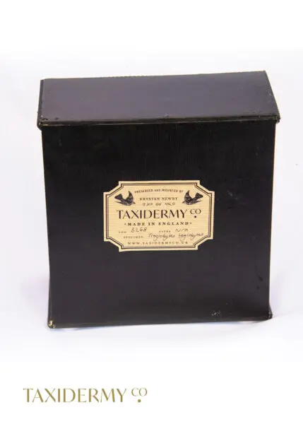 Modern Taxidermy Case with Branded Antique look sticker by Krysten Newby