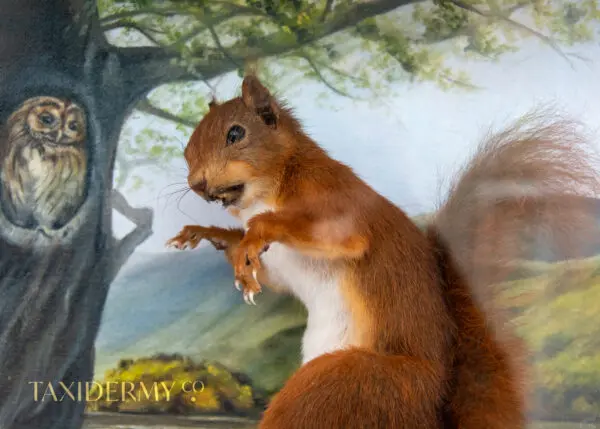 Taxidermy Red Squirrel Inspired By Real Squirrel Nutkin Beatrix Potter