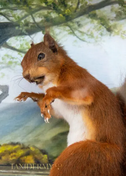 Taxidermy Red Squirrel Inspired By Real Squirrel Nutkin Beatrix Potter