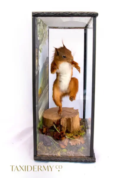 Taxidermy Red Squirrel Inspired By Real Squirrel Nutkin Beatrix Potter