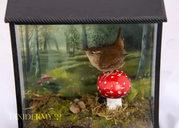 Taxidermy Eurasian Wren in a handmade glass case with handmade mushroom and hand painted background by Krysten Newby