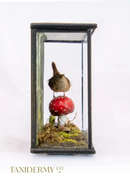 Taxidermy Wren (troglodytes troglodytes) on handmade fly agaric mushroom for sale