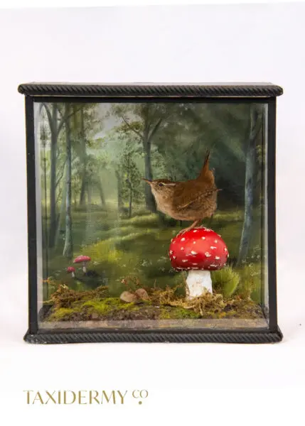 Taxidermy Wren For Sale In Glass Case With Painted Background